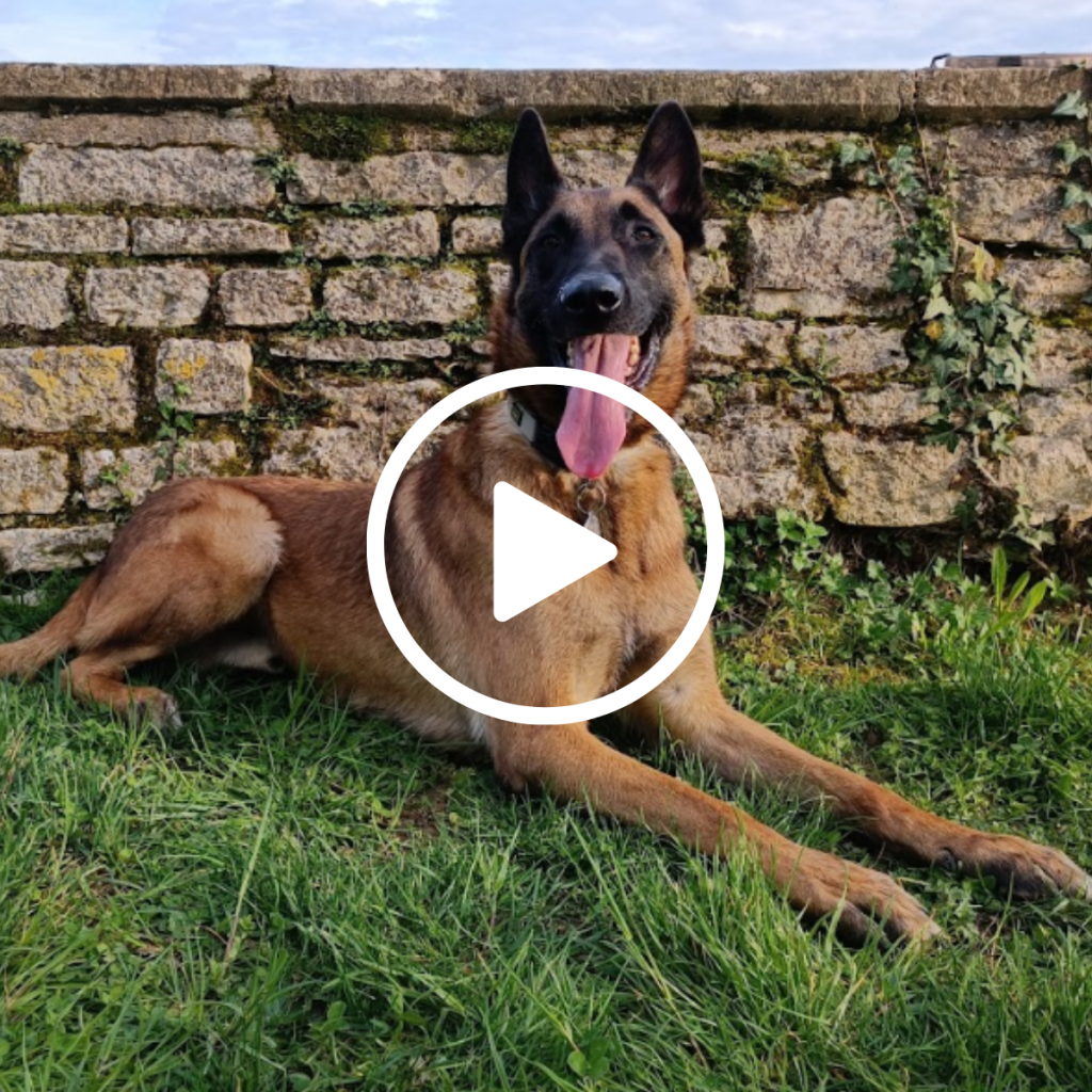 La belle hsitoire de Baloo, un malinois pris en charge par la clinique vétérinaire des Epenottes - 3 Rivières à Dole - Chaussin